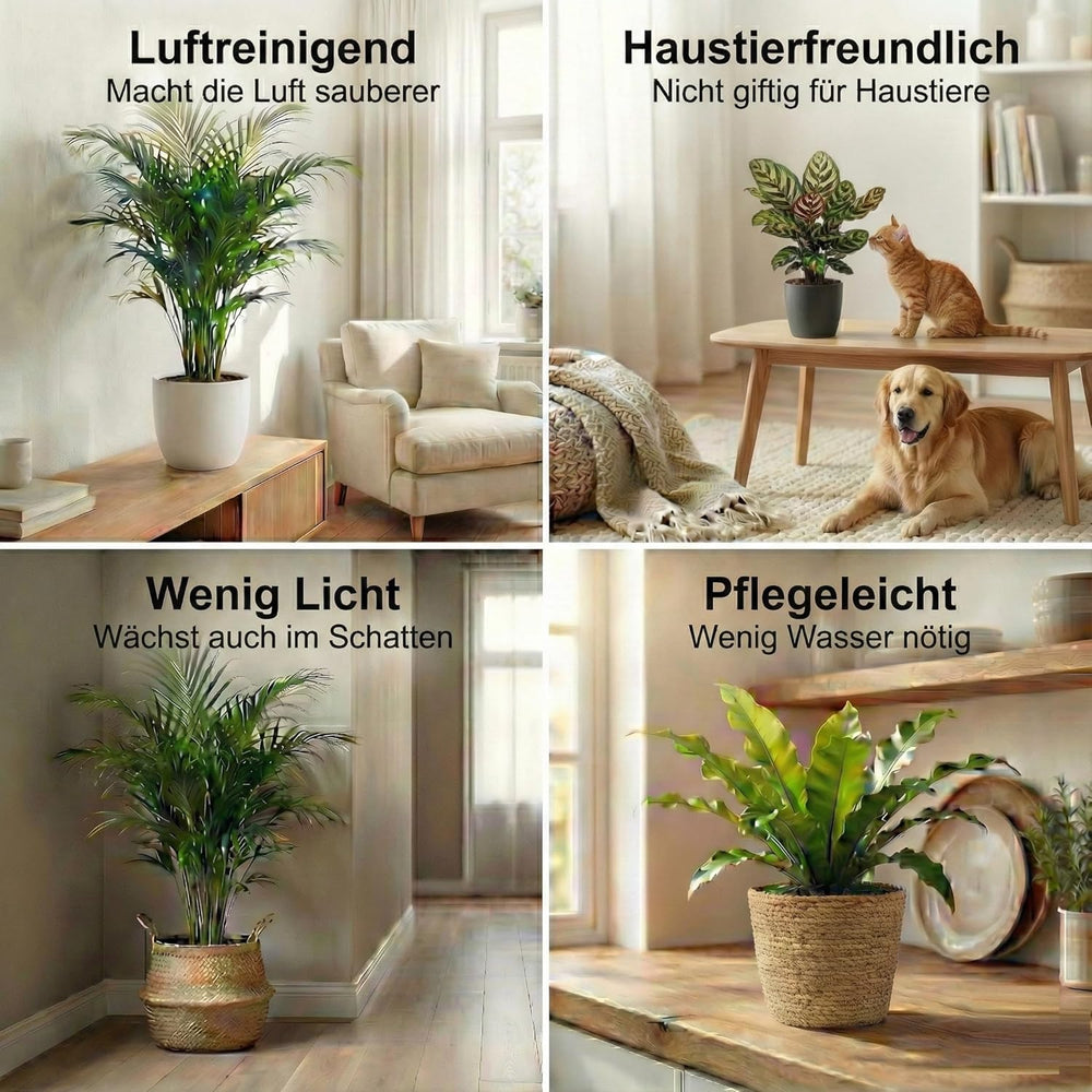 Luftreinigende Pflanzen – 6Er Set Echte Zimmerpflanzen Mit Seegras Töpfen – Tierfreundliche Und Pflegeleichte Grünpflanzen – Ideal Für Wenig Licht – Ø 12 Cm ↥ 40 Cm