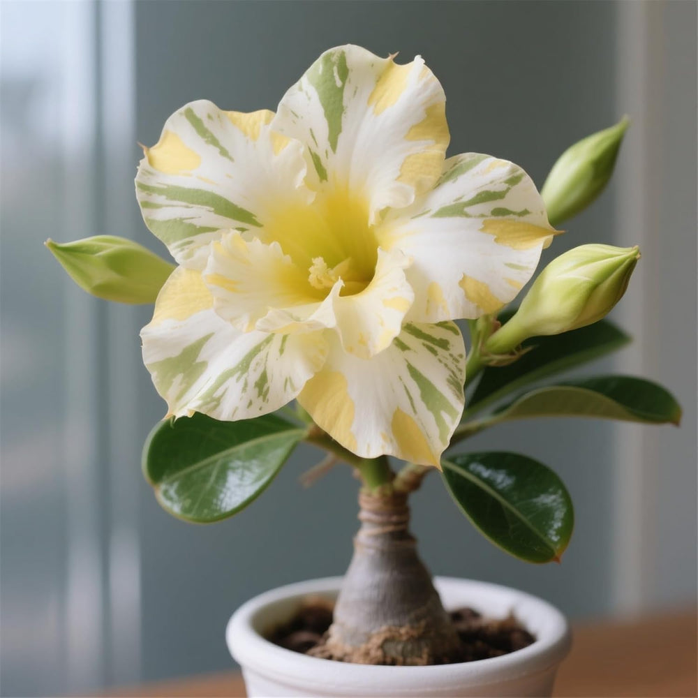 Winterhart pflanzen, Lebende Pflanzen,Mehrjährige Blumenzwiebel ist winterhart, Mysteriöse magische Glühbirne, Blumenzwiebel Mix，3 roky-1 Wüstenrose knollen -G