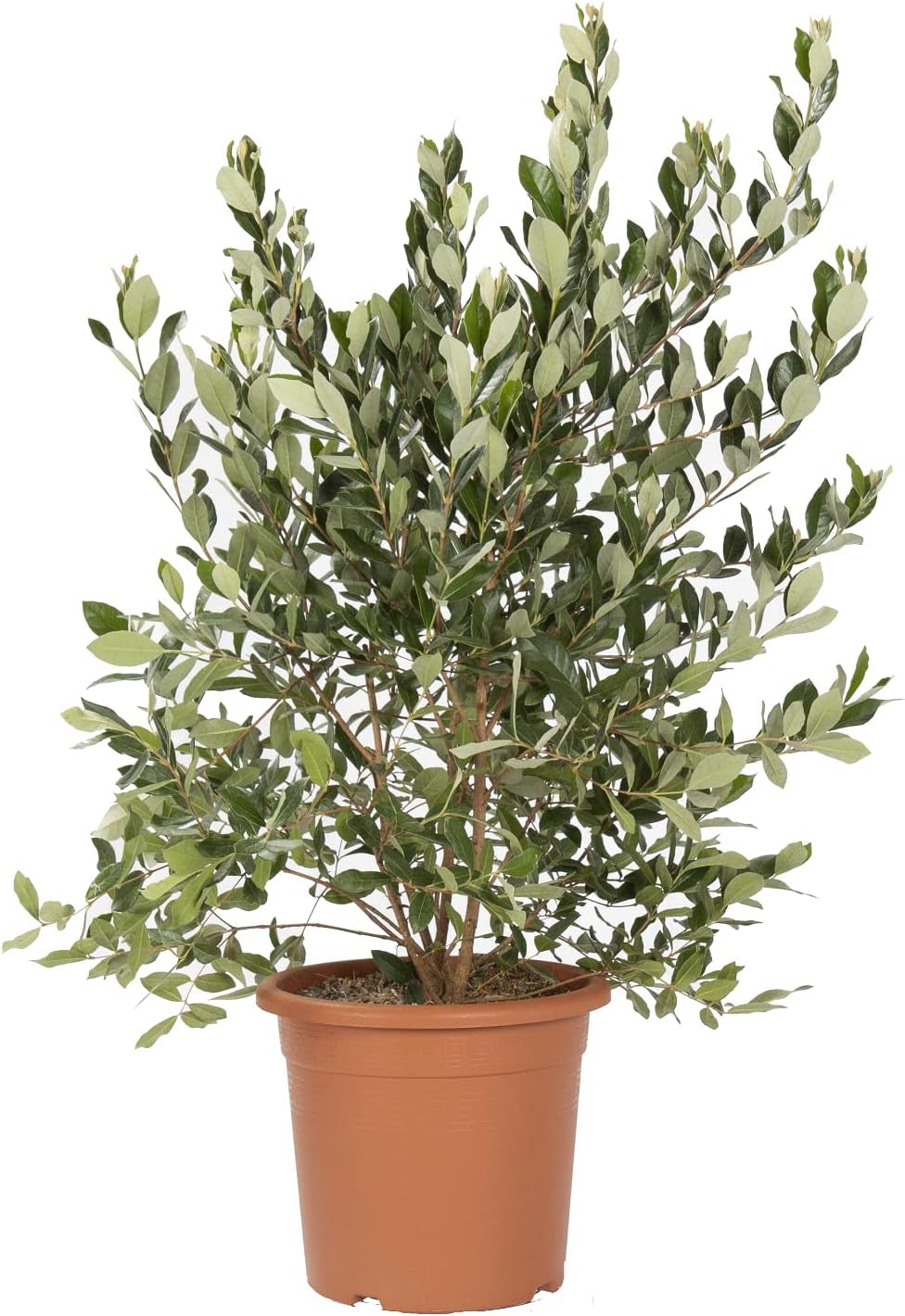 KENTIS - Feijoa Acca Sellowiana - Echte Obstpflanzen Für Den Außenbereich - Immergrüne Gartenpflanze - H 100/125 Cm Kulturtopf Ø 24 Cm