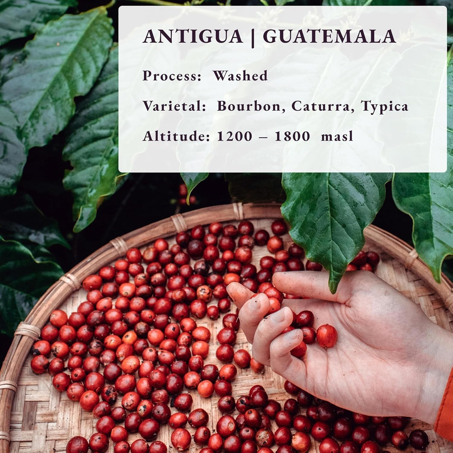 Roasted After Order ~ Freshest Specialty Coffee Beans | 80 CUP Roastery | Guatemala Antigua, Single Origin(1kg) Spezialitäten Kaffeebohnen, Frisch Geröstet