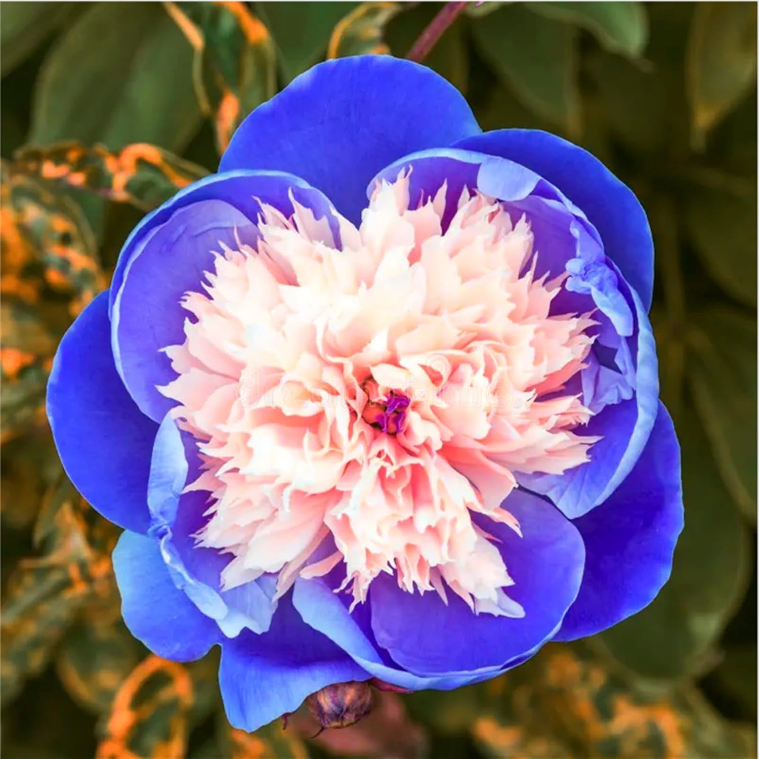 Směs cibulovin, mysteriózní kouzelná cibulka, mrazuvzdorná výsadba, mrazuvzdorná trvalka, mrazuvzdorné cibuloviny – 3 cibule orchidejí