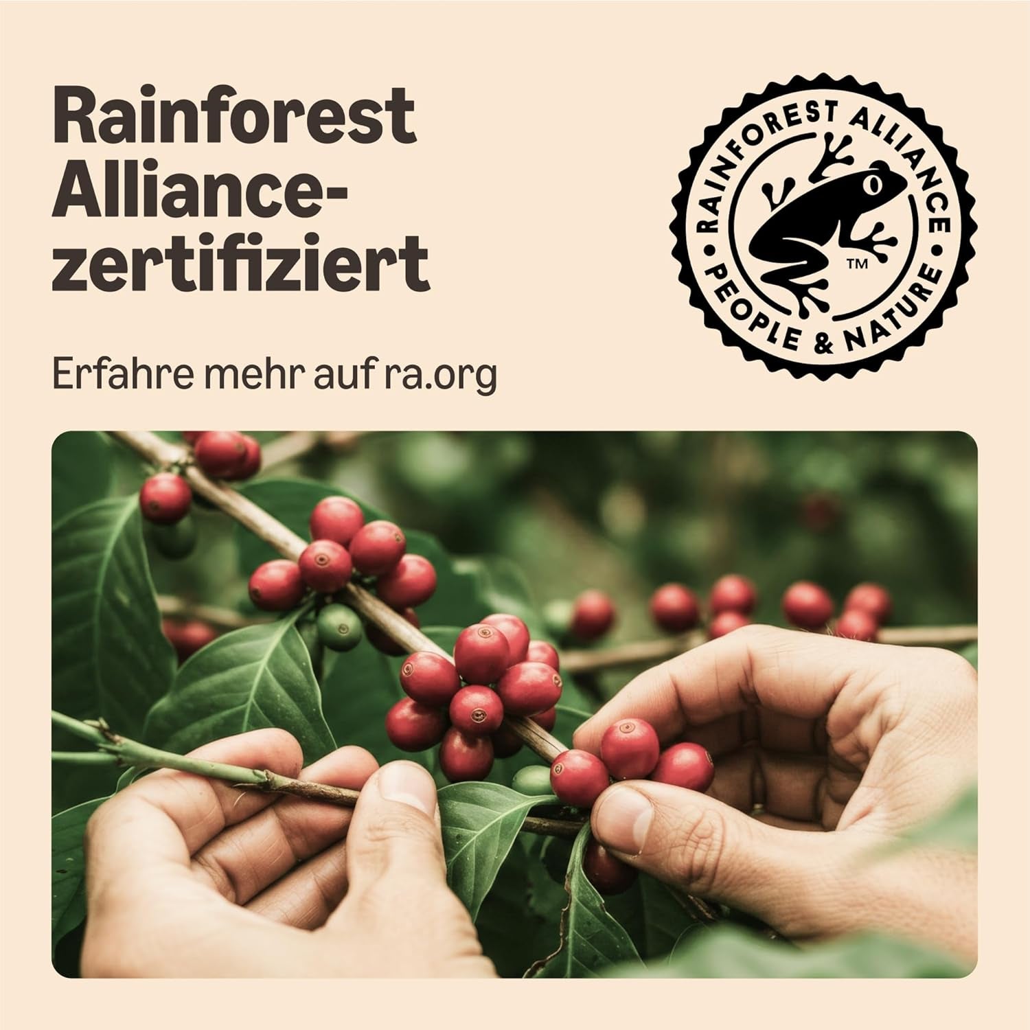 by Amazon Starke Pads, geeignet für Senseo-Maschinen, 36 Stück (1 Packung mit 36 Stück) – Rainforest Alliance-zertifiziert
