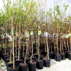 Regina Pflaumen Claudia Verde - Obstpflanze Alte Frucht Auf Blumentopf 20 - Baum Max 170 Cm – 2 Jahre Anbau Italien