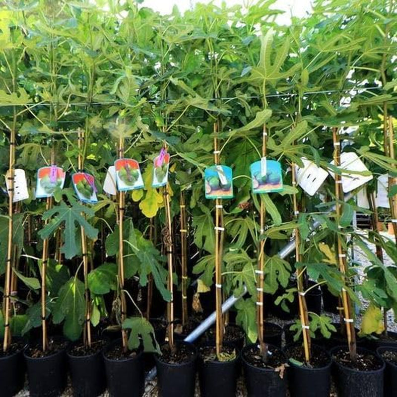 Feigenbaum Fillacciano – Obstpflanze – Alte Sorte Topf Ø 26 Cm, Max. Wuchshöhe 180 Cm – Alter: 4 Jahre - Italienische Baumschule