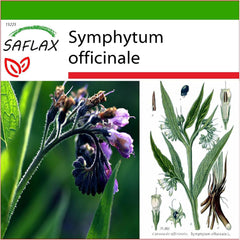 SAFLAX - Heilpflanzen - Beinwell - 15 Samen - Mit Keimfreiem Anzuchtsubstrat - Symphytum Officinale