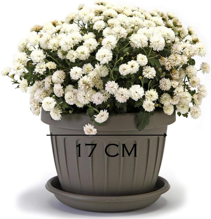 Ghiveci mic cu farfurie - ghiveci de 17 cm cu farfurie | Design practic și ușor | Perfect pentru plante, butași sau lăstari timpurii 17 cm