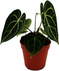 Flamingoblume - Anthurium Clarinervium - Herzblattblume - 12Cm Topf