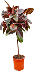 Trendyplants - Ficus Elastica Belize Am Stamm - Gummibaum - Zimmerpflanze - Höhe 120-140 Cm - Topfgröße Ø24Cm