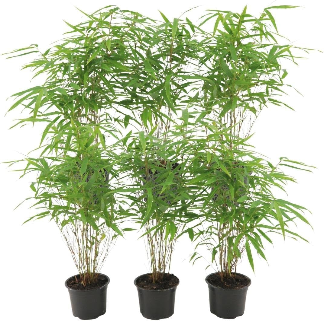 Plants by Frank | Bambus Pflanze Winterhart Im Set Von 6 Pflanzen | Fargesia Rufa | Gartenpflanzen | Gräser Winterhart Mehrjährig |Ø13 Cm | 25 Cm | Keine Wurzelausläufer