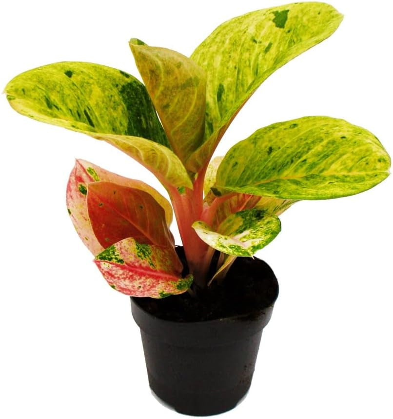 Exotenherz Aglaonema Rose Parakeet - Buntblättriger Kolbenfaden - Ausgefallene Sorten - 12Cm - Ca. 25-30Cm Hoch