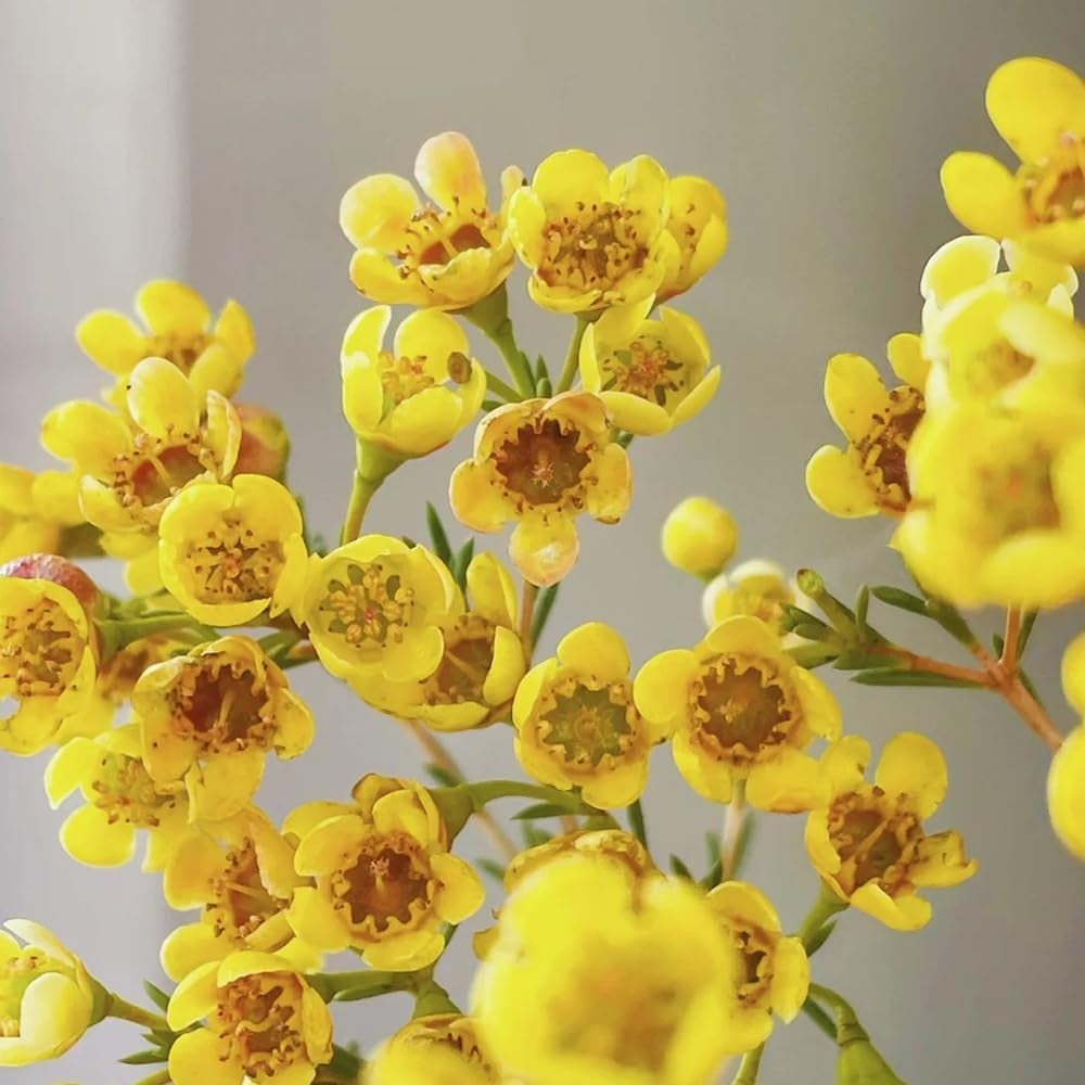 Chamelaucium Uncinatum Balkonpflanzen Frühlingsblumen Minigarten Für Sonnige Plätze Garten Baumsamen Bonsai Exotische Bio Grünpflanzen Schattenpflanzen Zimmer Hecken Sträucher 100Samen
