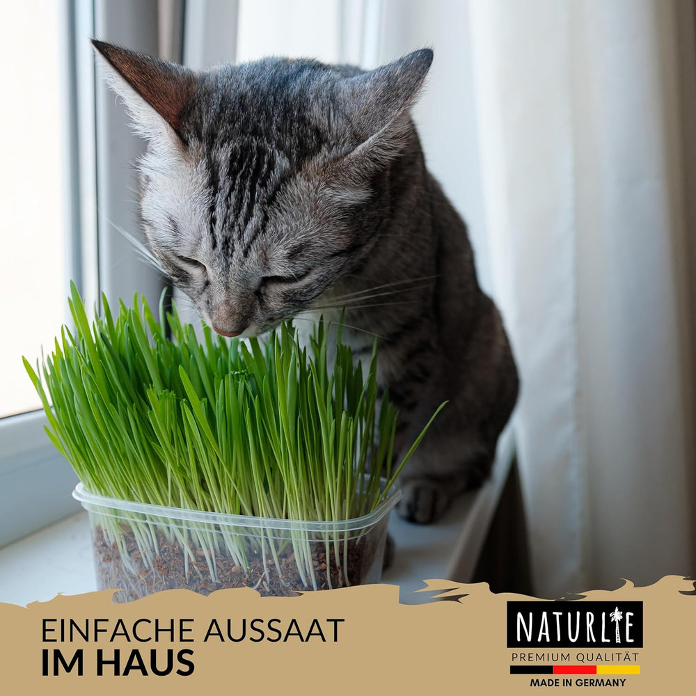 XXL 200G Premium Katzengras Samen Set: Saatgut Für 80 Töpfe Fertiges Katzengras - Saatgut Für Eine Sanfte/Weiche Katzenwiese - Premium Saatgut Für Deine Katze