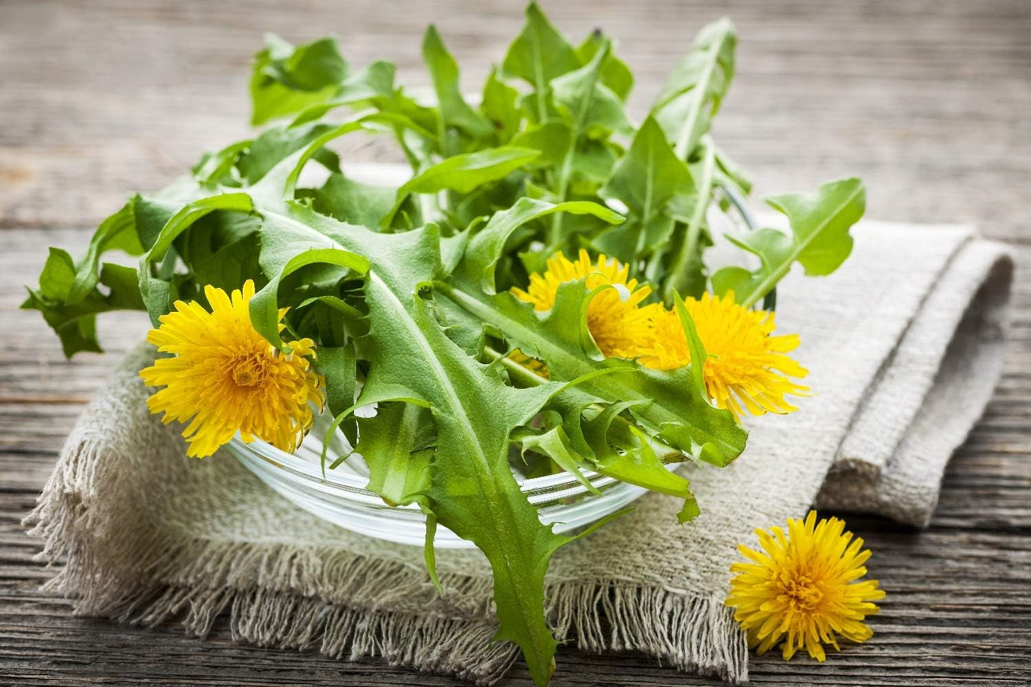 SAFLAX - BIO - Pampeliška - 400 semen - Taraxacum officinale