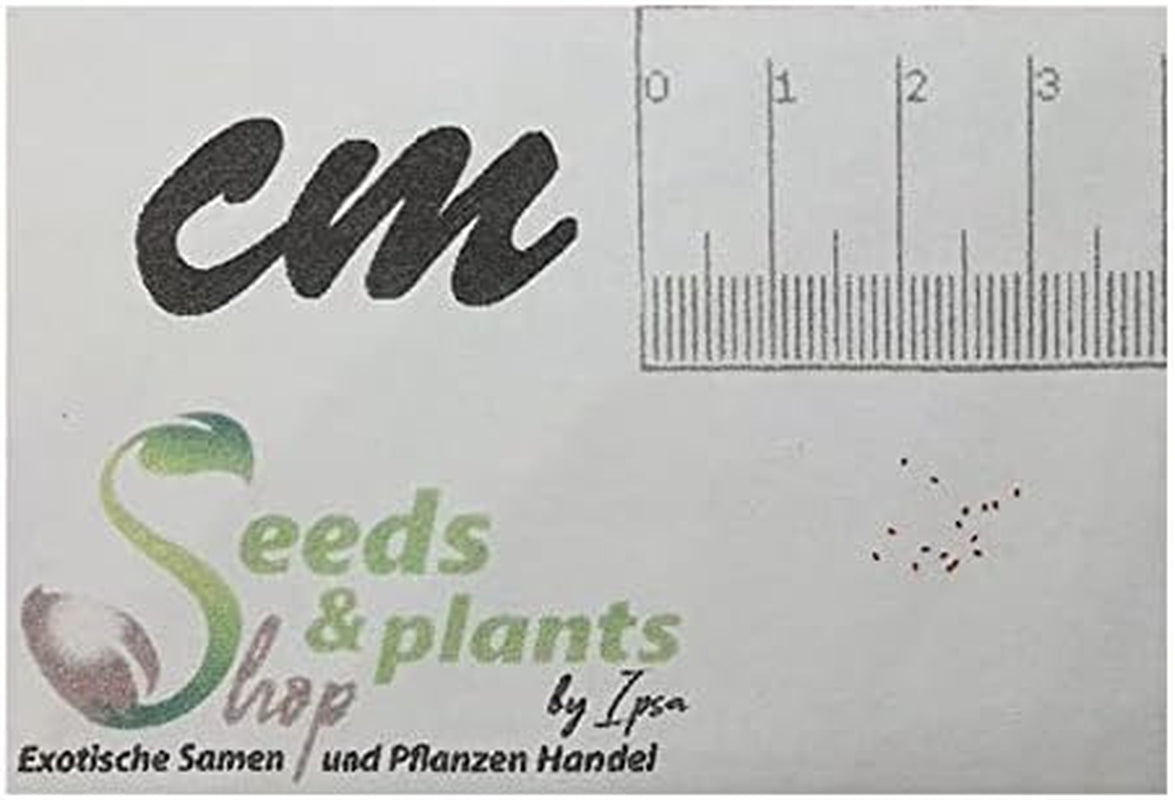 Stk - 10X Begonia Dregei Begonia Partita Ziersträucher Garten Pflanzen - Samen ID329 -