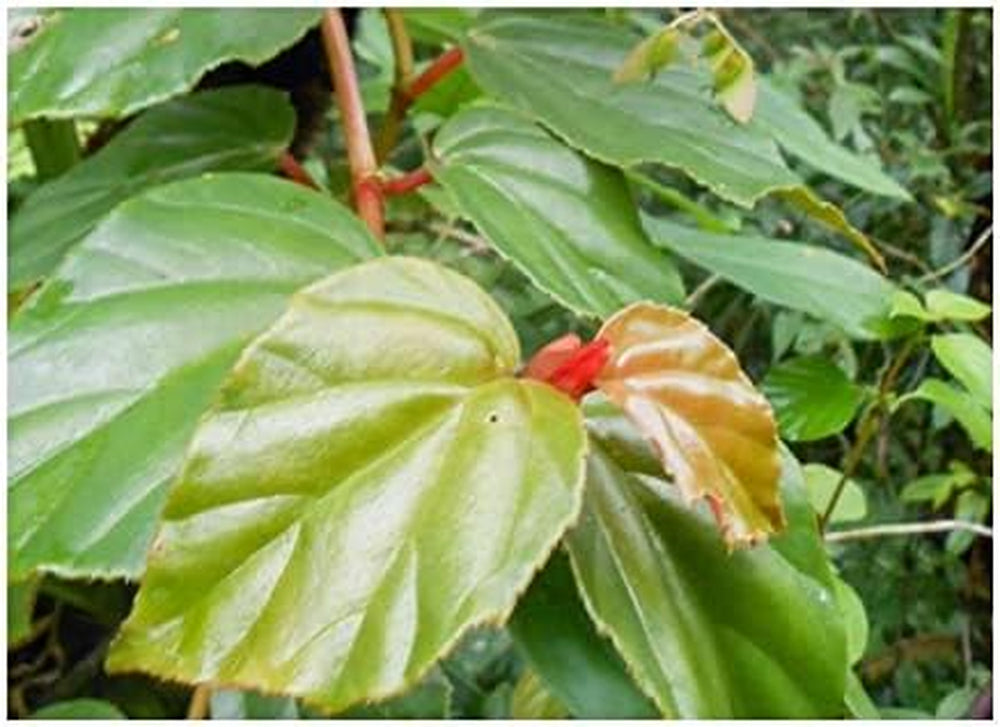 Stk - 10X Begonia Glabra Ziersträucher Garten Pflanzen - Samen ID330 -