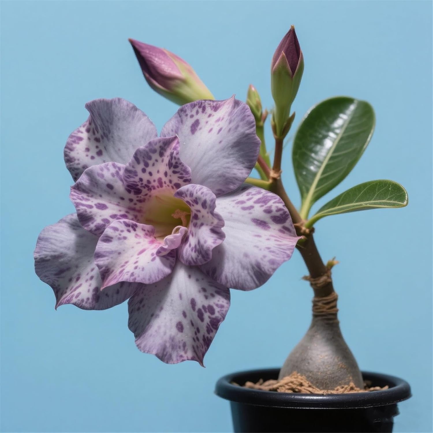 Winterhart pflanzen, Lebende Pflanzen,Mehrjährige Blumenzwiebel ist winterhart, Mysteriöse magische Glühbirne, Blumenzwiebel Mix，3 roky-1 Wüstenrose knollen -G