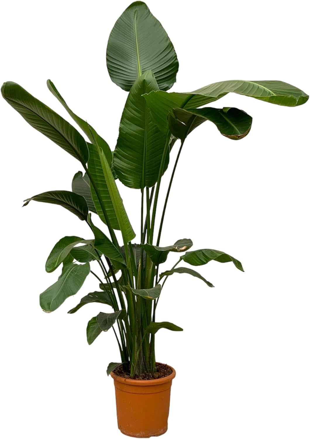 Trendyplants - Strelitzia Nicolai - Paradiesvogelblume - Zimmerpflanze - Höhe 160-180 Cm - Topfgröße Ø24Cm