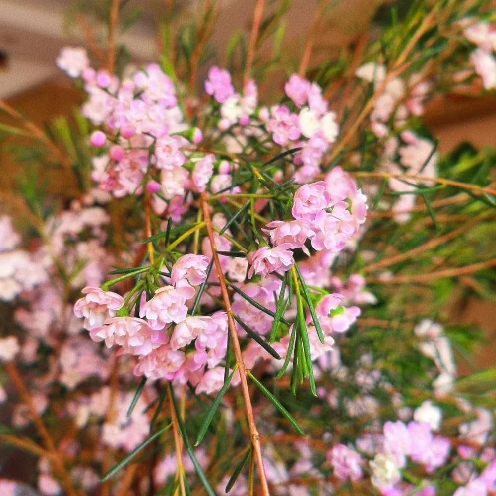 Chamelaucium Uncinatum Garten Baumsamen Bonsai Zimmerbonsai Schnittblumen Balkonpflanzen Frühlingsblumen Gartenpflanzen Winterhart Mehrjährig Exotische Bio Grünpflanzen Winterharte 85Samen