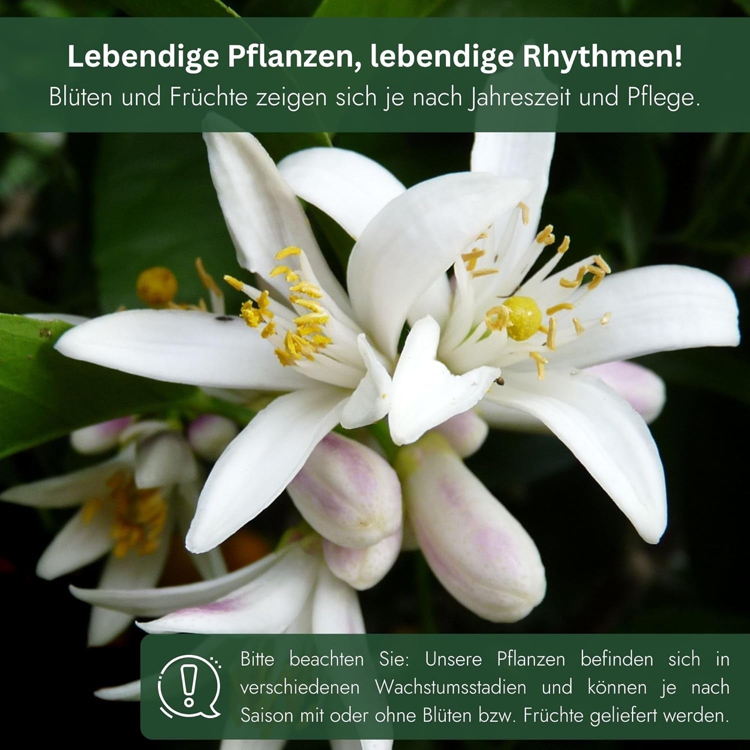 Pomeranč z My Oranjeria - pravý pomeranč - citrusová rostlina - Citrus sinensis - Pomeranč - roubovaný pomeranč pro zahradníky (Mezzo [M])