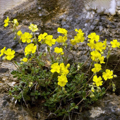 Zistrose Seltene Büropflanzen Cistus Creticus Gartendeko Für Draußen Zimmerpflanzen Immergrüne Winterharte Kübelpflanzen Gartenpflanzen Winterhart Mehrjährig Winterharte Gartenblumen 200Samen
