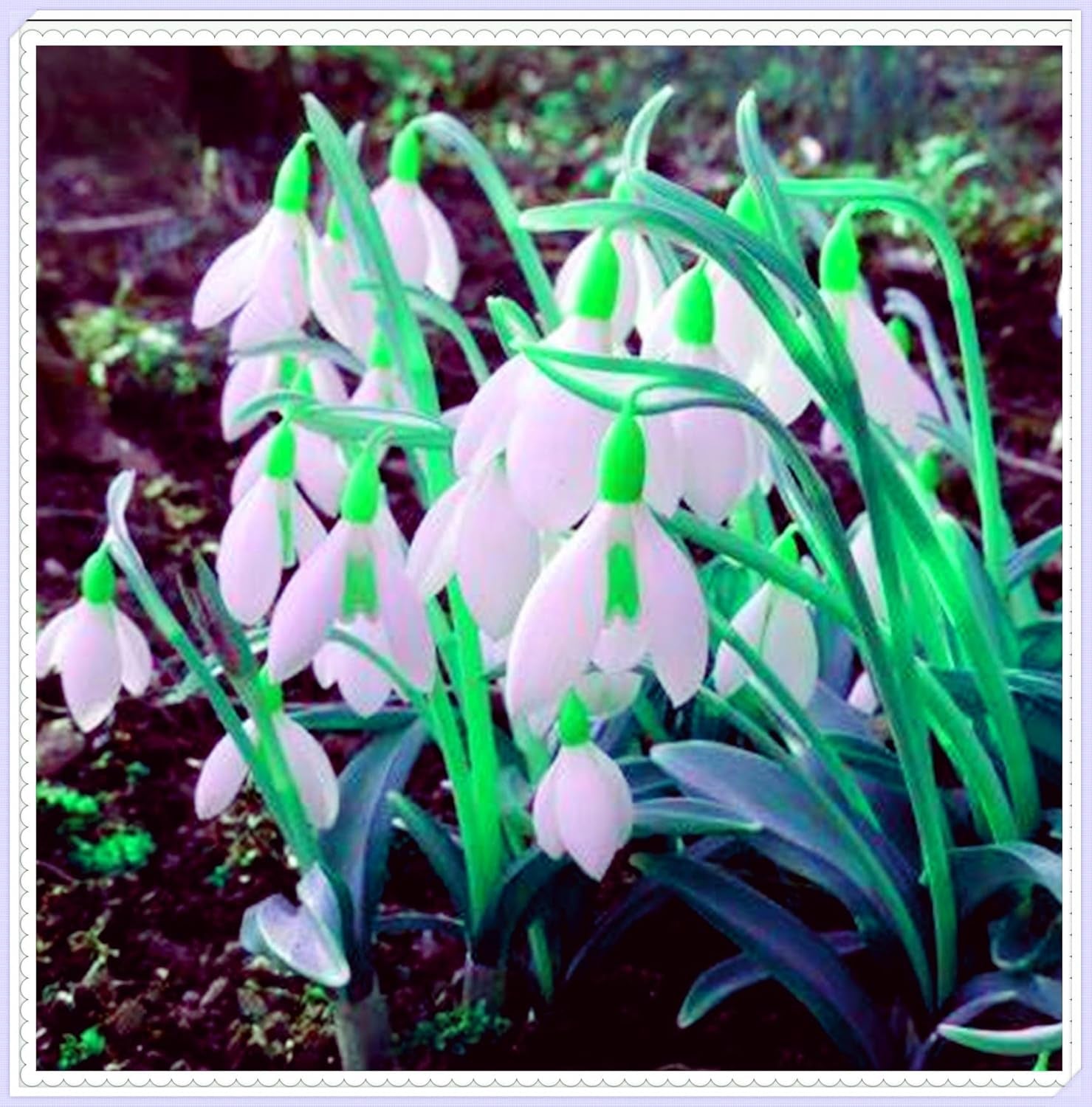 Směs cibulovin, mysteriózní kouzelná cibulka, mrazuvzdorná výsadba, mrazuvzdorná trvalka, mrazuvzdorné cibuloviny – 3 cibule orchidejí