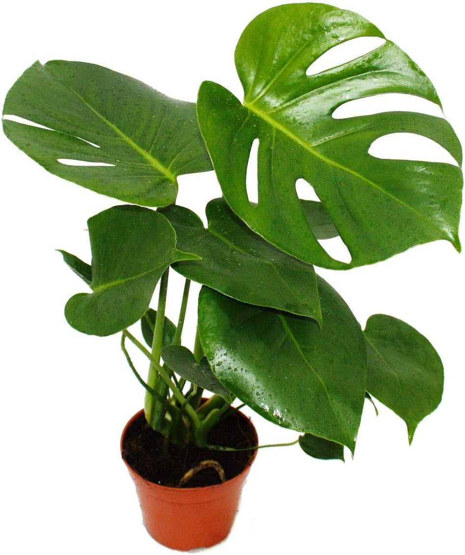Exotenherz Zimmerpflanzen-Mix II 3Er Set, 1X Dieffenbachia, 1X Chamaedorea (Bergpalme) 1X Dracena Marginata (Drachenbaum), 10-12Cm Topf
