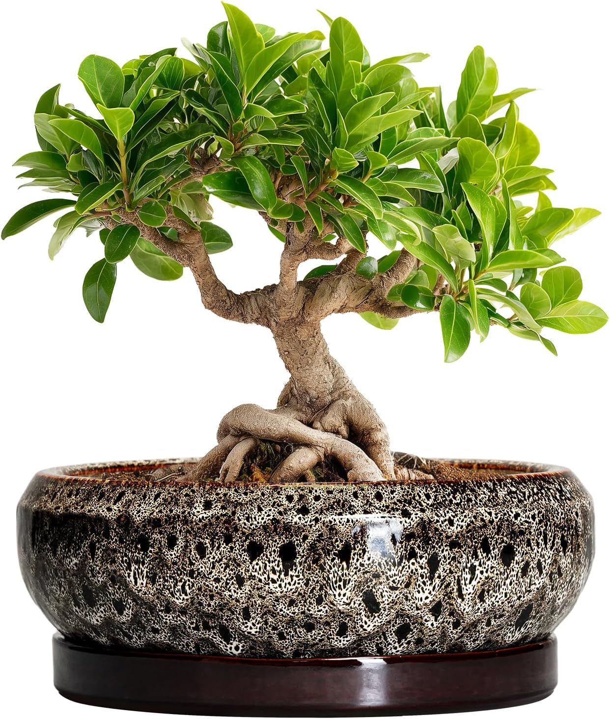 Ghiveci ceramic pentru bonsai, glazurat, puțin adânc, pentru plante suculente, cu orificiu de drenaj și farfurie din bambus pentru plante de apartament, 20,3 cm, maro