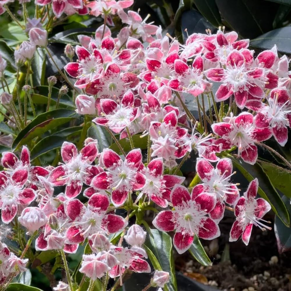 Berglorbeersamen - Seltene Balkon Deko Exotische Winterhart 500Pcs