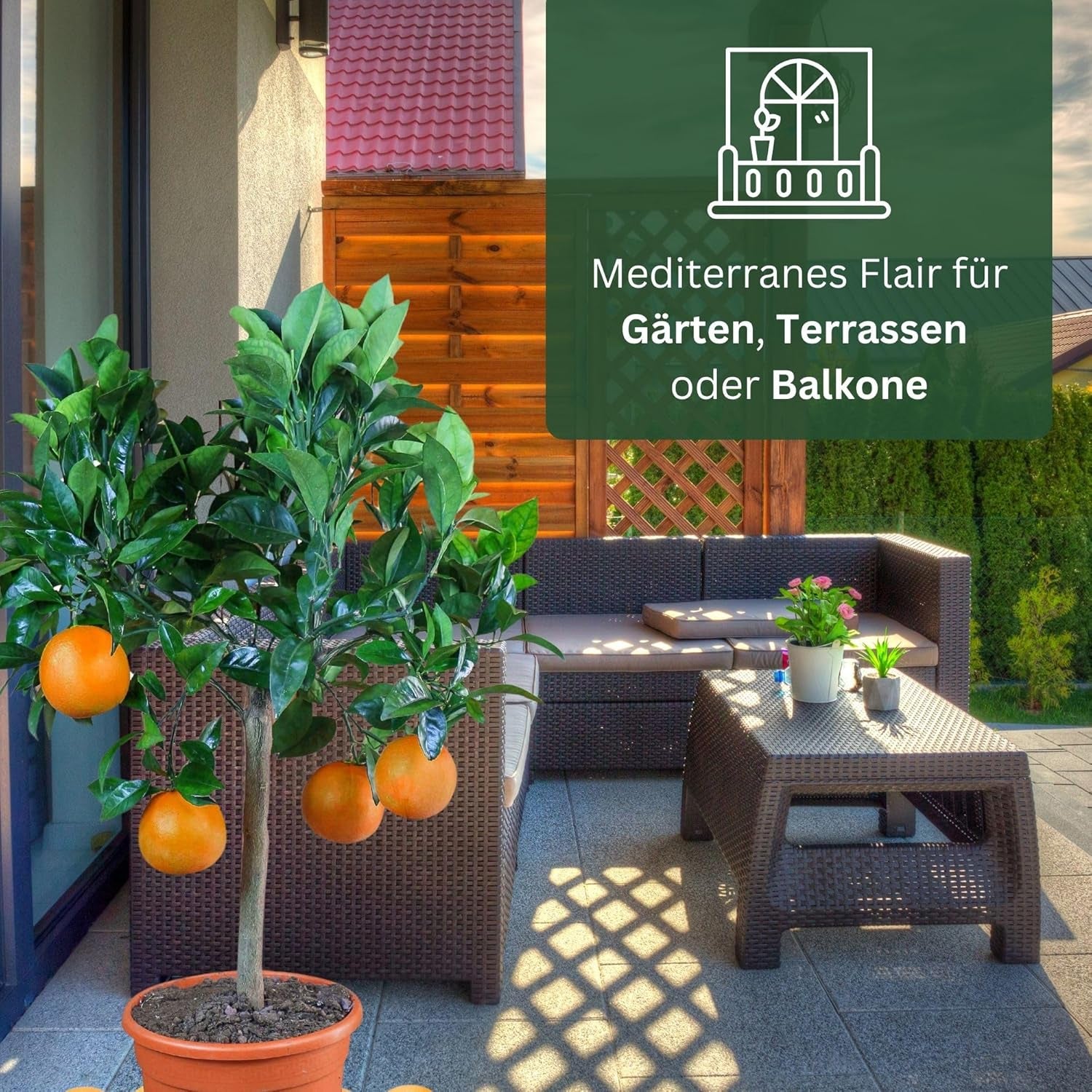 Pomeranč z My Oranjeria - pravý pomeranč - citrusová rostlina - Citrus sinensis - Pomeranč - roubovaný pomeranč pro zahradníky (Mezzo [M])