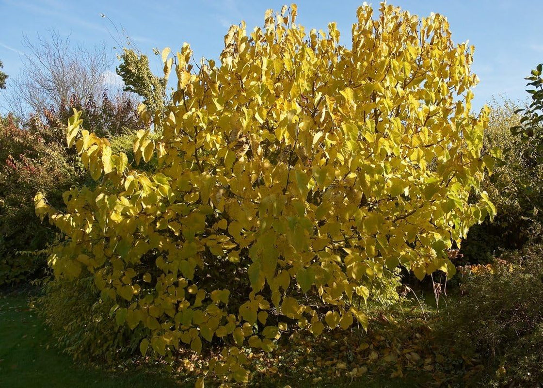 SAFLAX - Garden in the Bag - Schwarzer Maulbeerbaum - 200 Samen - Mit Anzuchtsubstrat Im Praktischen, Selbst Aufstellenden Beutel - Morus Nigra