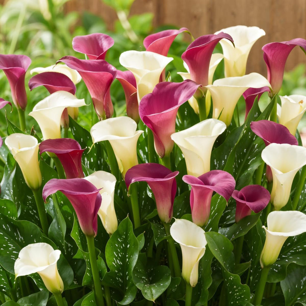 Calla Bulbs Hardy trvalka - Zantedeschia Orange Passion (oranžová) - 5 velkých květinových cibulí - Skutečné holandské rostliny - Pro zahradu a květináče (ne semena, ne umělé)