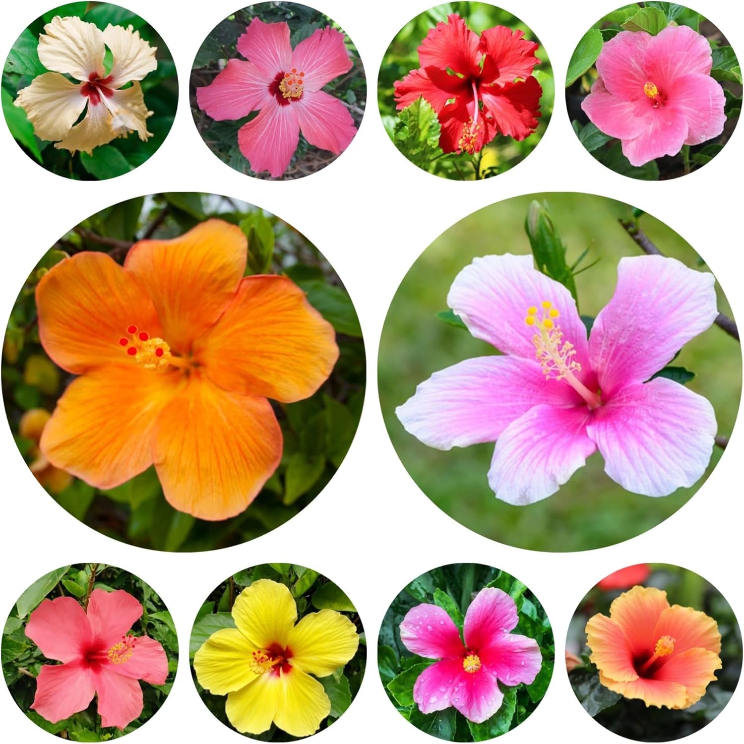 Hibiskus - Balkon Winterhart Mehrjährig, Steingarten Hochbeet, 500Samen