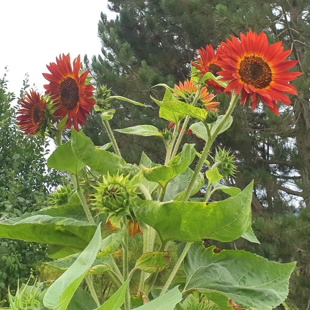 Dárková sada Plant Grow - Sunflower Sunset, včetně květináčů, substrátu a návodu k pěstování