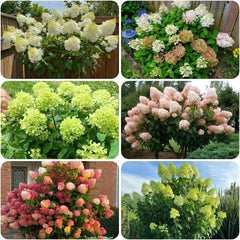 Rispenhortensie, Rispenhortensien Immergrüne Sträucher Winterhart Blühend Hortensien Balkonblumen Schnittblumen Gartenblumen Balkonpflanzen Deko Blumenwiese Mehrjährig Zierblumen Für 160Samen