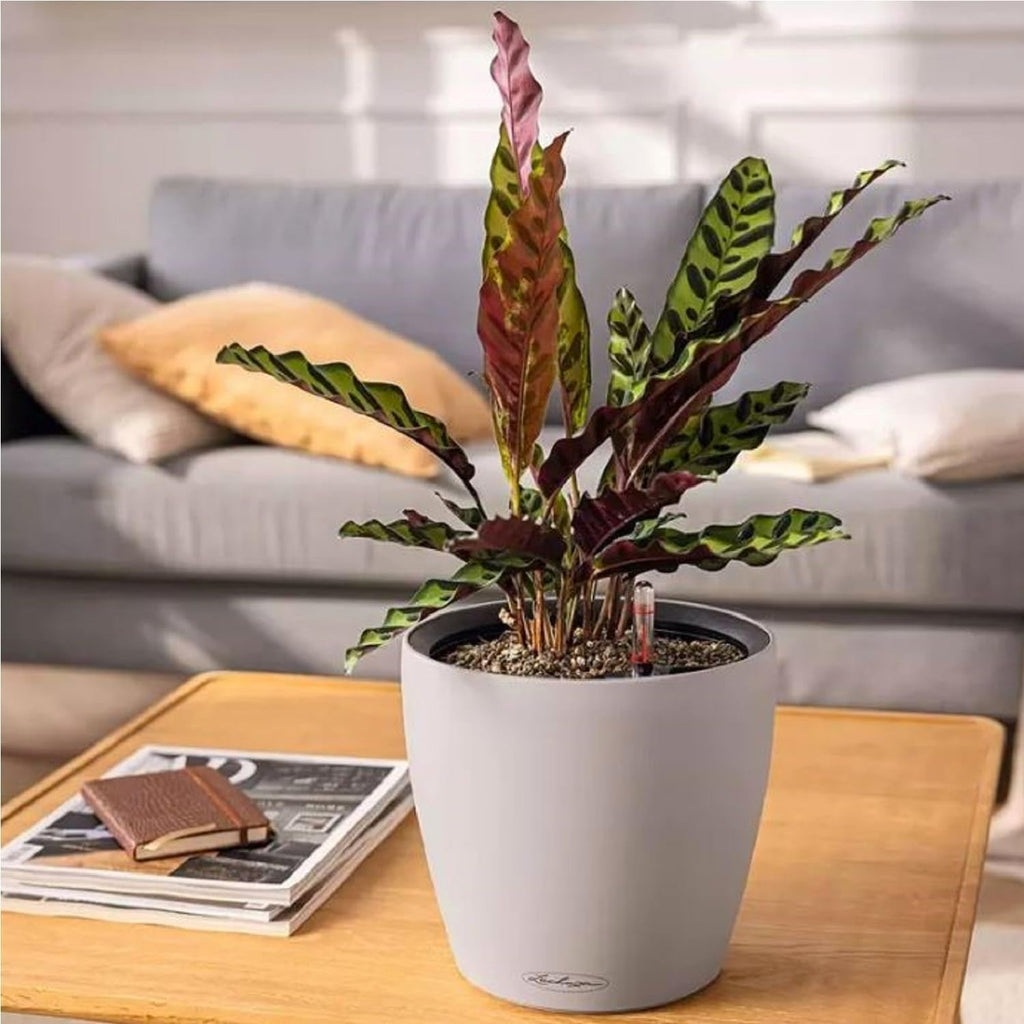 Jardinieră LECHUZA Classico Color LS gri ardezie cu sistem de irigare |Ø 35 × 32 cm|14281