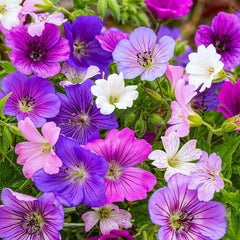 Kolekce Super Trvalka Geranium (10 rostlin/kořenů) Odolná směs 5 odrůd, velké vytrvalé hybridy z Holandska, pro zahradu, vrstvy květin (bez semen, bez umělých cibulovin)
