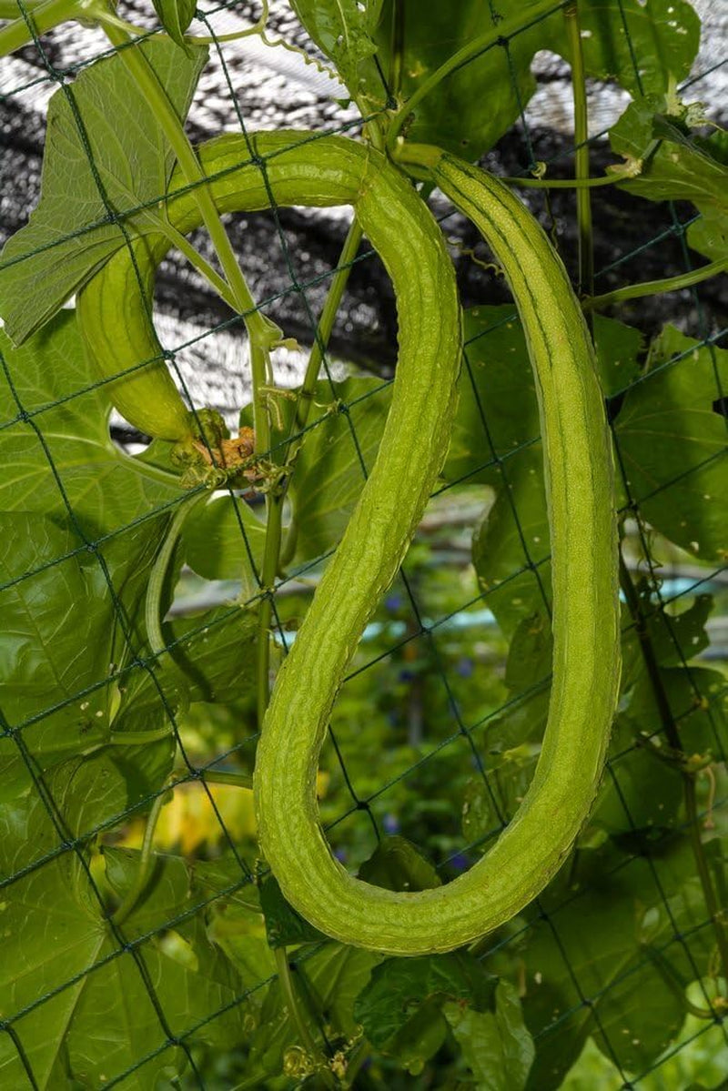 Freilandgurke Chinesische Schlangen (Cucumber Chinese Snake), Gurke, Grun,