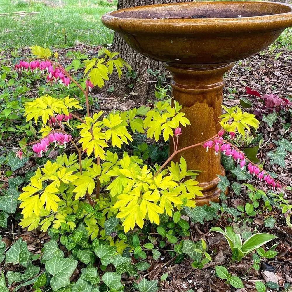 Tränendes Herz, Dicentra Spectabilis - Zierblumen Für Sonnige Plätze Hecken Sträucher Winterhart Blühend Bonsai Balkon Blumensamen Schattenpflanzen Wildblumensamen Balkonblumen 70Samen