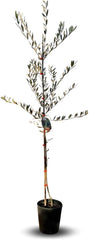 Olivier Olivenbaum Oliven Leccino - Obstpflanze Auf Blumentopf 20 Baum Höhe Max 150-2 Jahre Anbau Italien