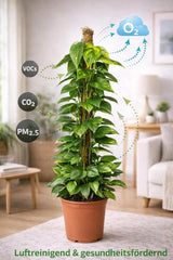 Efeutute (Epipremnum Aureum) Am Moosstab – Große, Pflegeleichte, Luftreinigende Zimmerpflanze Im Topf Ø 24 Cm, Höhe Ca. 120 Cm