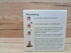 Feel Green Ecocube Weihnachtsbaum/Xmas Tree, Nachhaltige Geschenkidee (100% Eco Friendly), Grow Your Own/Anzuchtset, Pflanzen Im Holzwürfel, Made in Austria