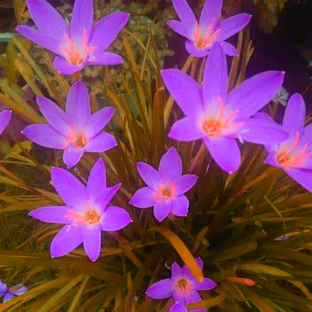 Směs cibulovin, mysteriózní kouzelná cibulka, mrazuvzdorná výsadba, mrazuvzdorná trvalka, mrazuvzdorné cibuloviny – 3 cibule orchidejí