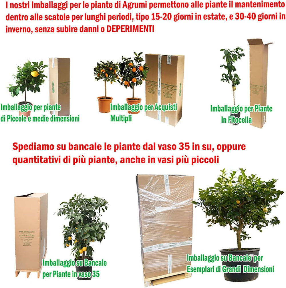 SAVINI VIVAI SAVINI VIVAI Zitronenpflanze, Roter Kaviar, Zitrusbaum, Fingerlimette, Zitronensetzling Im Topf, 20 Cm, Höhe 50–70 Cm, 2 Jahre Veredelung, Hergestellt in Italien