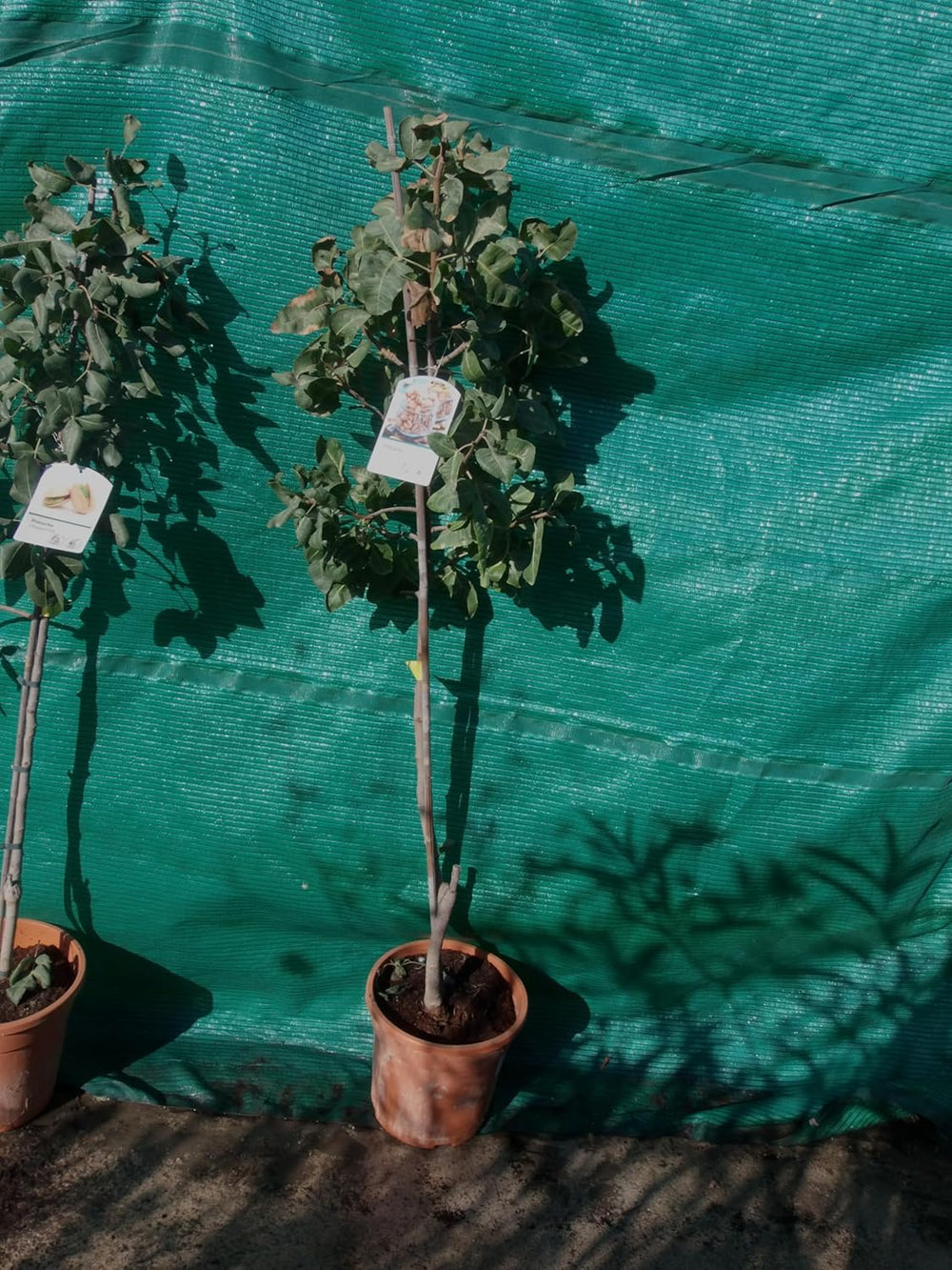 Echter Pistazienbaum (Pistacia Vera) Essbare Früchte/Eine Weibliche Pflanze