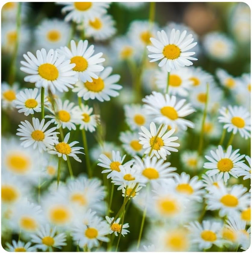 Květinová louka - Směs květin šetrná k včelám - Květiny a trávy pro suchá místa - Semena divokých květin - Směs semen jednoletých a trvalek