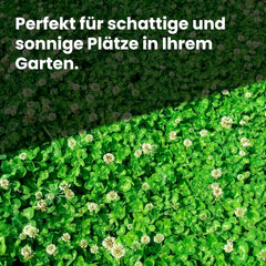 LERAVA Klee Samen (50 M²) - Mikroklee Samen Mähfrei - Weißklee Für Schattige Und Sonnige Flächen - Verbesserte Bodenqualität Durch Stickstofffixierung - Kleesamen Für Pflegeleichte Kleerasen