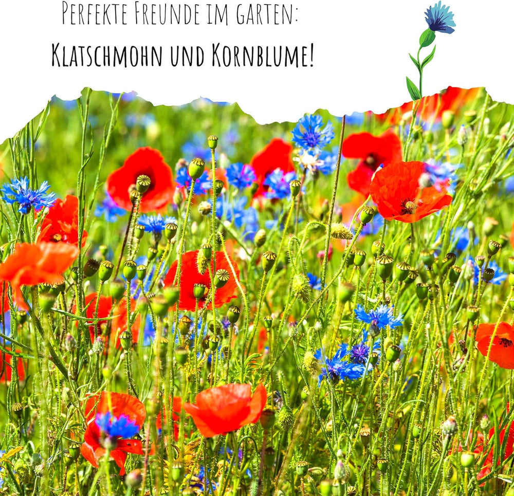 Semena Centaurea cyanus - Krásné a živé květy s dlouhou dobou kvetení pro barevnou květinovou louku (Mix, 1000 semen, 80 cm)