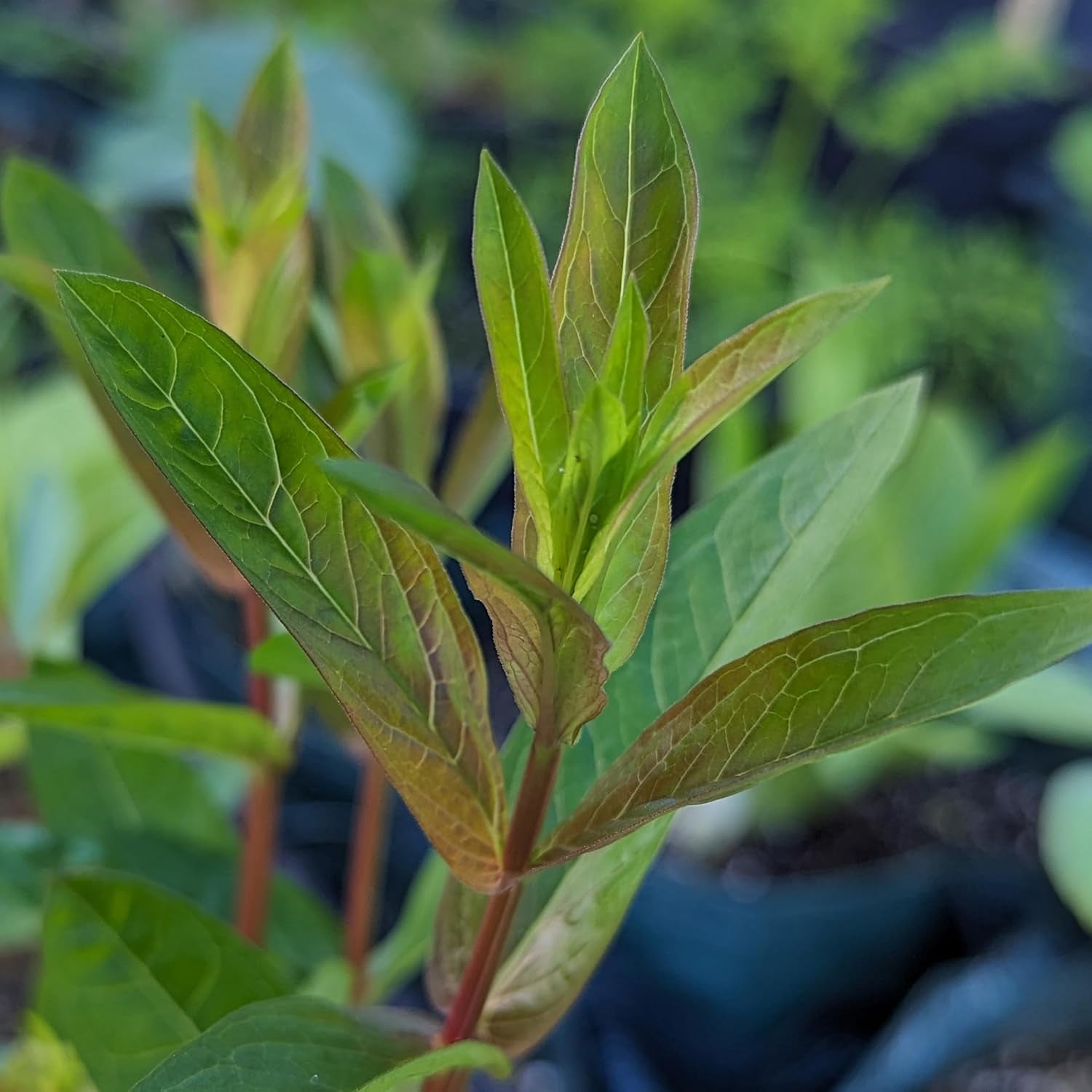 Magic Garden Seeds - Blut-Weiderich Saatgut - Lythrum Salicaria - Ca. 2000 Samen | Mehrjährige Wildstaude Für Feuchtgebiete & Teichränder | Insektenfreundliche Uferpflanze | Winterhart