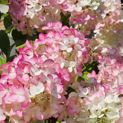 Rispenhortensie, Rispenhortensien Balkonblumen Schnittblumen Hortensien Wildblumen Exotische Blumenbeet Bodendecker Blumensamen Mehrjährig Winterhart Kletterpflanzen 25Samen