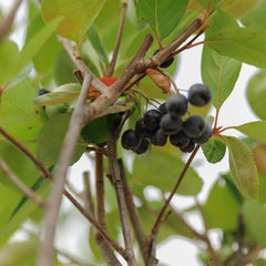 Seedorn (Aronia Melanocarpa) Schwarz Auf Blumentopf 20 Obstpflanze Baum Max 150 Cm -2 Jahre Anbau Italien